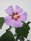 Preview: Hochstamm Garten-Eibisch Russian Violett 1