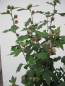 Preview: Hochstamm Garten-Eibisch Speciosus 2