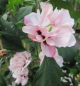 Preview: Hochstamm Garten-Eibisch Speciosus 1