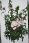 Preview: Hochstamm Garten-Eibisch Starburst Chiffon 2