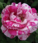 Preview: Strauchrose Ferdinand Pichard