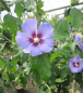 Preview: Hochstamm Garten-Eibisch Blue Bird - Hibiscus syriacus - 60cm Stamm + Krone