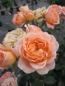 Preview: Hochstammrosen Sweet Dreams