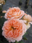 Preview: Hochstammrosen Sweet Dreams