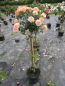 Preview: Hochstammrosen Sweet Dreams