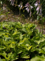 Preview: Hosta fortunei Aurea 1