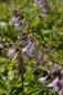 Preview: Hosta fortunei Aurea 2