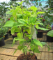 Preview: Hydrangea arborescens Hill of Snow 2