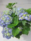 Preview: Hydrangea macrophylla Bela ® Blue 2