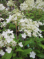 Preview: Hydrangea paniculata Petite ® Star 1