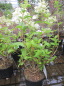 Preview: Hydrangea paniculata Petite ® Star 2
