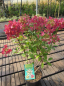 Preview: Hydrangea paniculata Petite ® Star 5