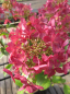 Preview: Hydrangea paniculata Petite ® Star 3
