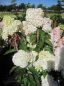 Preview: Hydrangea paniculata Phantom 2