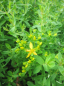 Preview: Hypericum perforatum 1