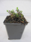Preview: Hyssopus officinalis Roseus 2