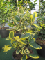 Preview: Ilex aquifolium Golden van Tol2