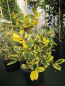 Preview: Ilex aquifolium Golden van Tol2