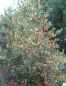 Preview: Ilex aquifolium J. C. van Tol 2
