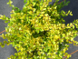 Preview: Ilex crenata Golden Gem 1