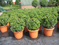 Preview: Ilex meserveae Little Rascal 2
