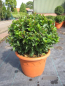 Preview: Ilex meserveae Little Rascal 1