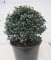 Preview: Ilex meserveae Winterjuwel Kugel1