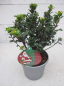 Preview: Ilex meserveae Little Pirate3