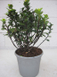 Preview: Ilex meserveae Little Pirate4