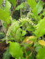 Preview: Itea ilicifolia2
