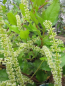 Preview: Itea ilicifolia1