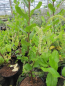 Preview: Itea ilicifolia3