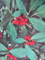 Preview: Japanische Aukube Salicifolia 1