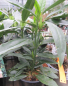 Preview: Japanische Aukube Salicifolia 2