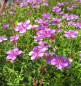 Preview: Geranium yesoense var. nipponicum 1