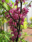 Preview: Judasbaum Bodnant Cercis