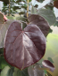 Preview: Judasbaum Forest Pansy