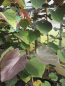 Preview: Judasbaum Forest Pansy