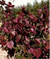 Preview: Judasbaum Forest Pansy