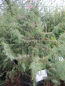 Preview: Juniperus communis1