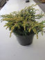 Preview: Gemeiner Wacholder Goldschatz4