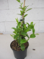 Preview: Kadsura japonica 3
