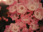 Preview: Lorbeerrose Bridesmaid 1