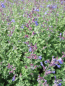 Preview: Nepeta faassenii Dropmore 2