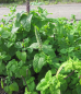 Preview: Teucrium hyrcanicum 2