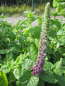 Preview: Teucrium hyrcanicum 1