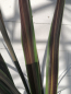 Preview: Keulenlilie Electric Star ® - Cordyline banksii Electric Star ® - 40-60cm