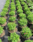 Preview: Kissen-Aster Granat 2