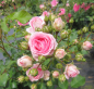 Preview: Kleinstrauchrose Amica 1