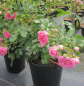 Preview: Kleinstrauchrose Amica 3